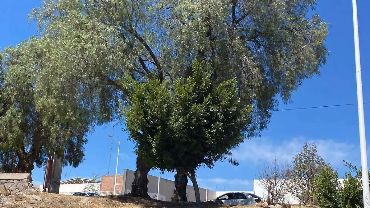 arboles que estén en riesgo de caer 1